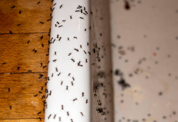 Best Best Pest Control Companies  in Malaga, NJ