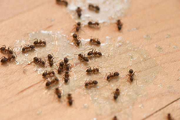 Malaga, NJ Pest Control Company